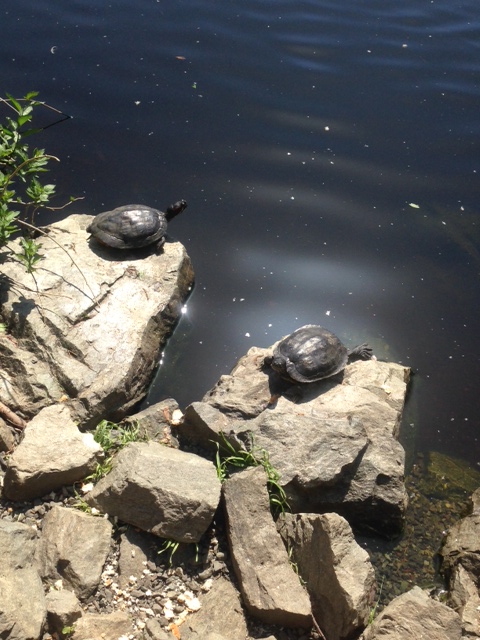 sunturtles